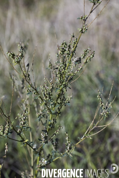 Melilotus albus