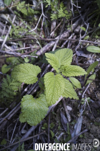 Melissa officinalis