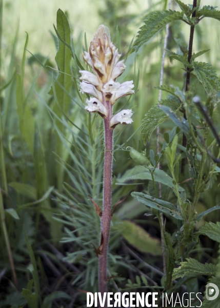 Orobanche picridis