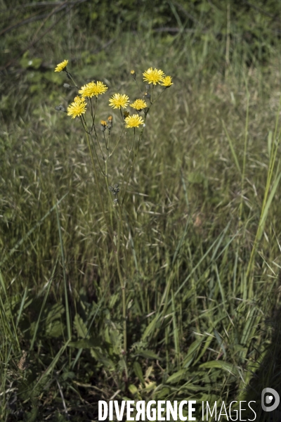 Picris hieracioides