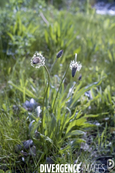 Plantago lanceolata