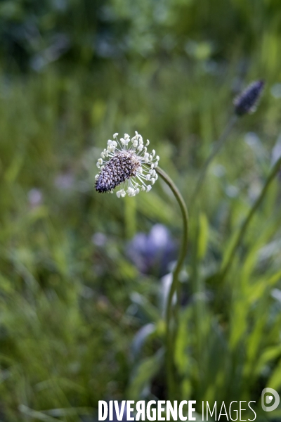 Plantago lanceolata