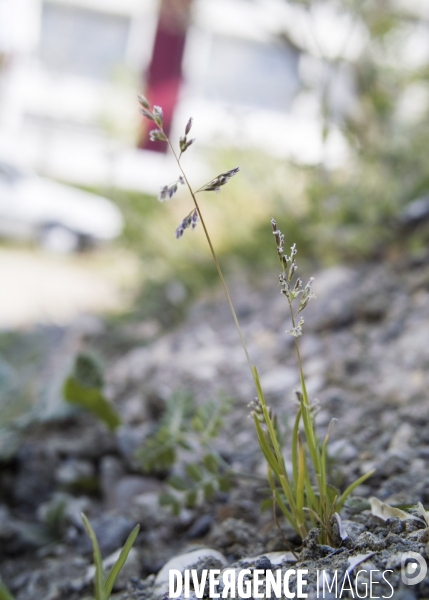 Poa annua