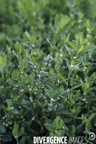 Polygonum aviculare