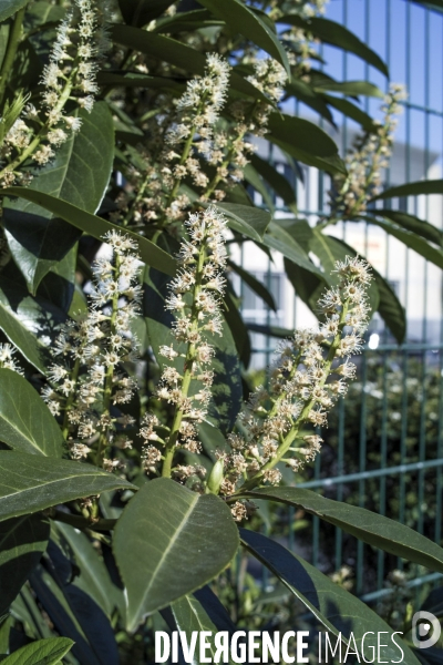 Prunus laurocerasus