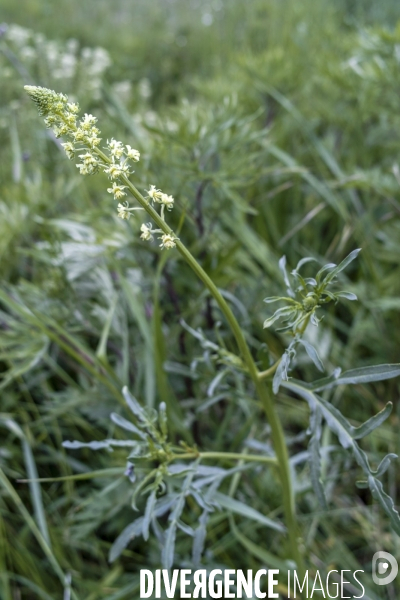 Reseda lutea