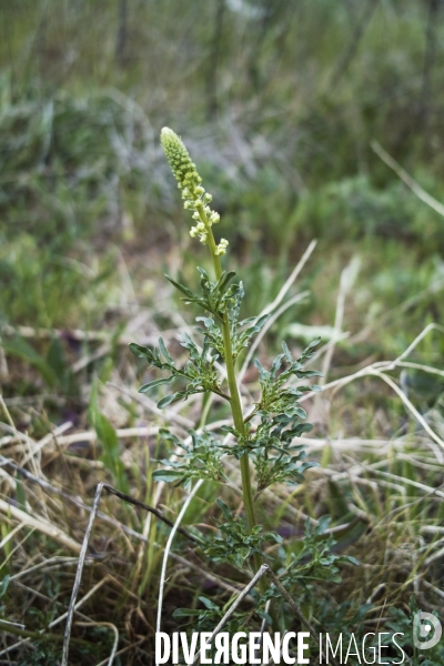 Reseda lutea