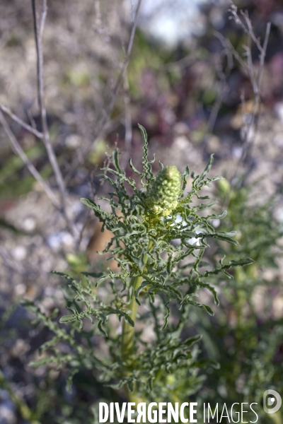 Reseda lutea