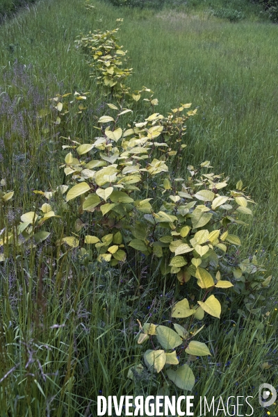 Reynoutria japonica