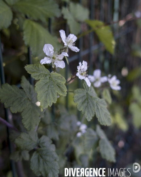 Rubus caesius