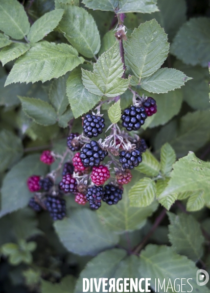 Rubus fruticosus