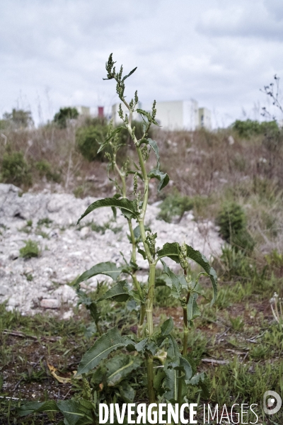 Rumex x-pratensis