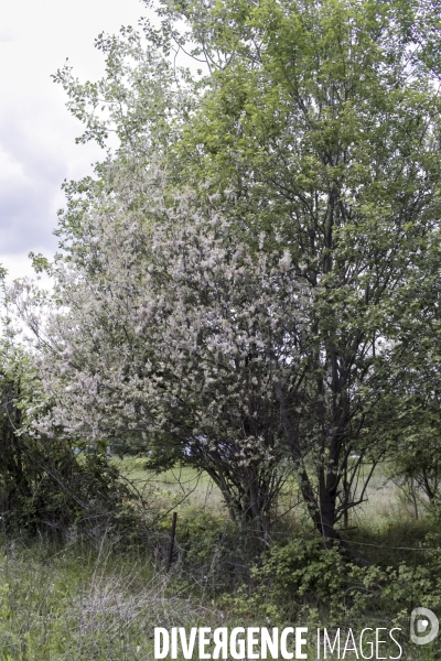 Salix caprea