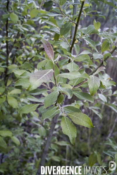 Salix cinerea