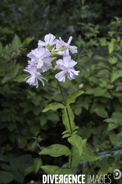 Saponaria officinalis