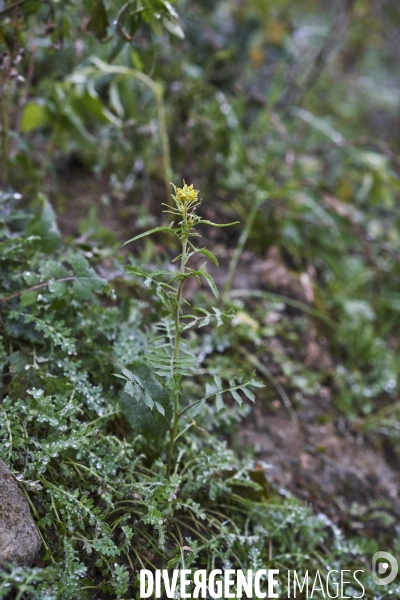 Sisymbrium irio