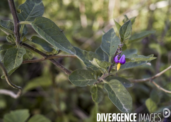 Solanum dulcamara