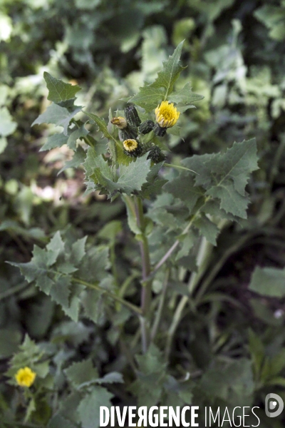 Sonchus oleraceus