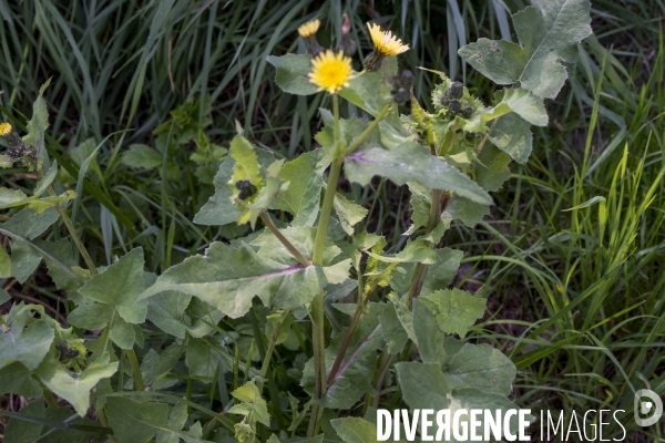 Sonchus oleraceus