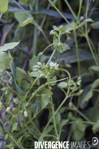 Stellaria media