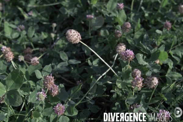 Trifolium fragiferum