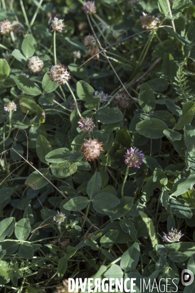 Trifolium fragiferum