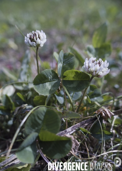 Trifolium repens