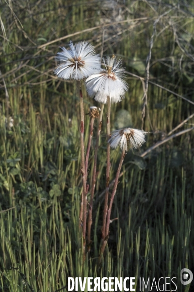 Tussilago farfara