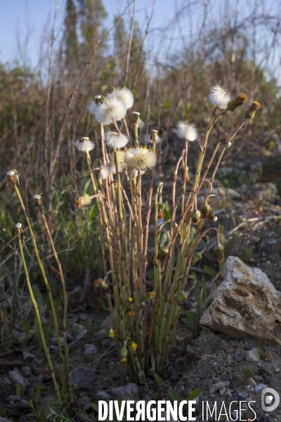 Tussilago farfara