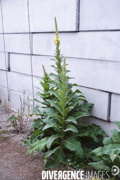Verbascum densiflorum