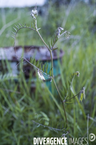 Vicia hirsuta