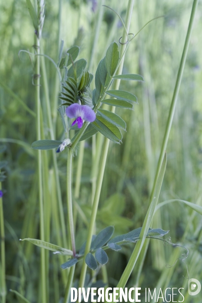 Vicia segetalis