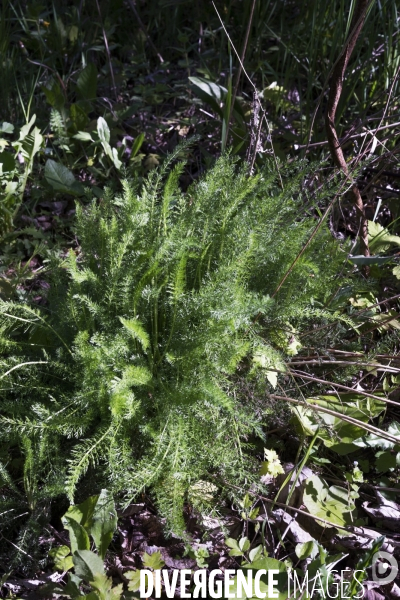 Achillea millefolium