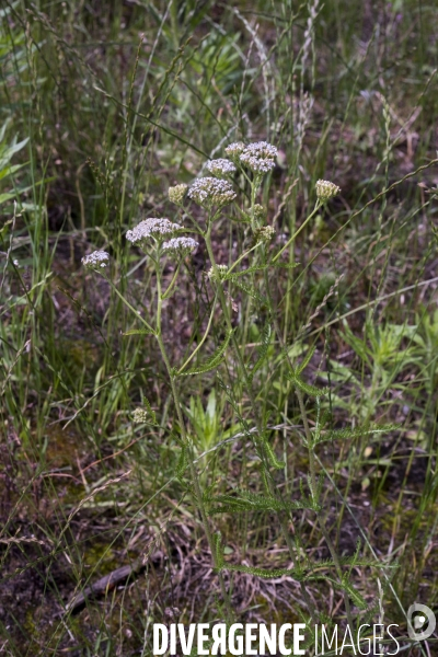 Achillea millefolium