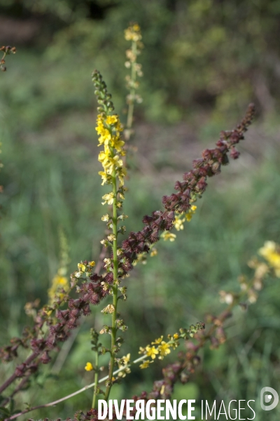 Agrimonia eupatoria