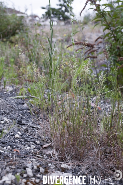 Agrostis stolonifera