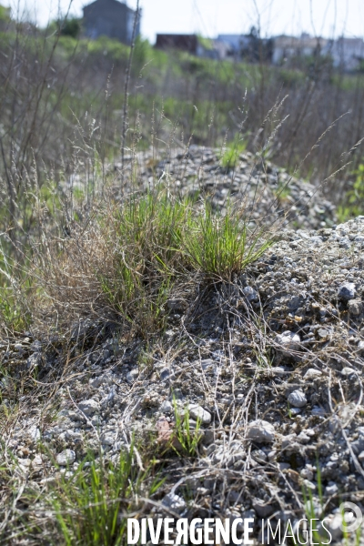 Agrostis stolonifera