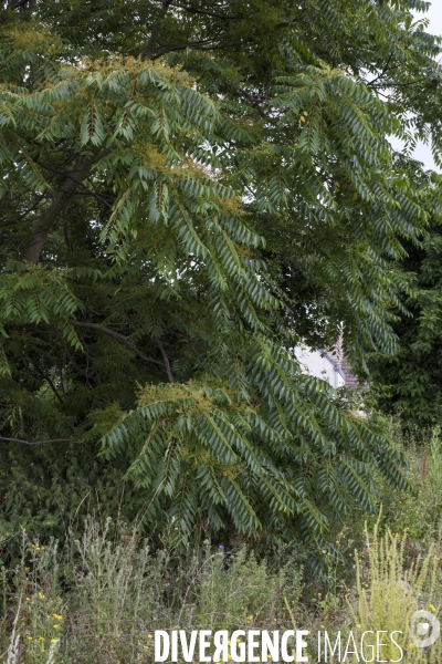 Ailanthus altissima