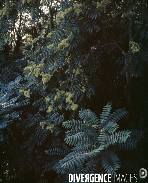 Ailanthus altissima