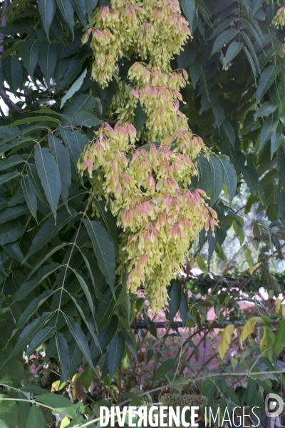 Ailanthus altissima