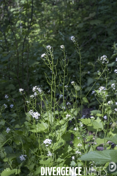 Alliaria petiolata