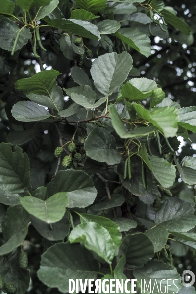 Alnus glutinosa