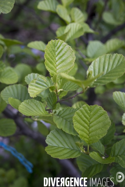 Alnus glutinosa