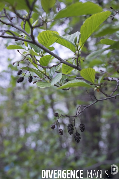 Alnus glutinosa