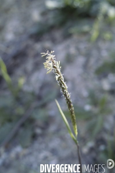 Alopecurus myosuroides