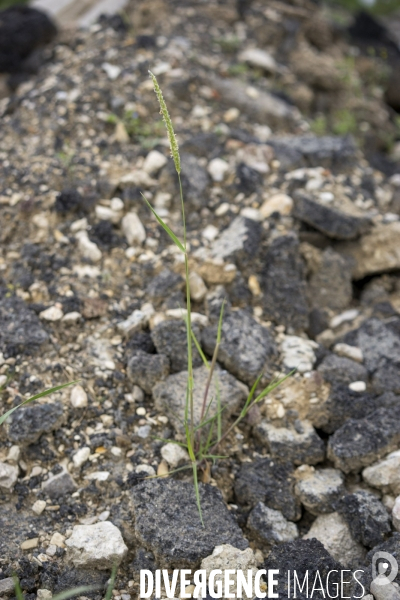 Alopecurus myosuroides