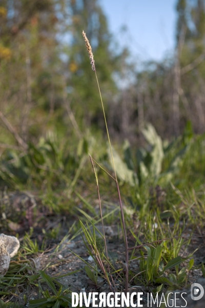 Alopecurus myosuroides