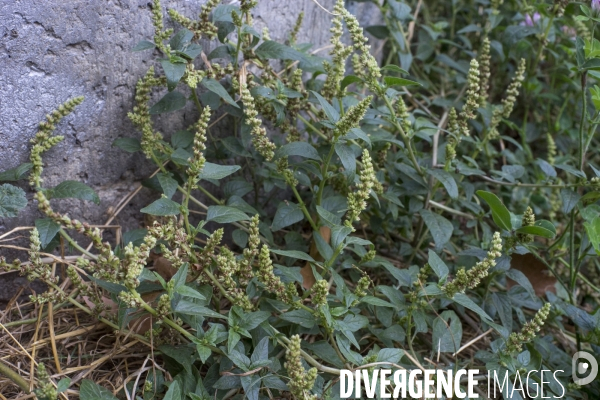 Amaranthus deflexus