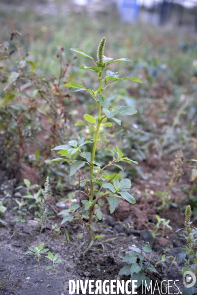 Amaranthus hybridus