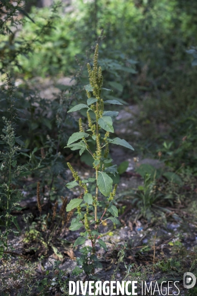 Amaranthus retroflexus